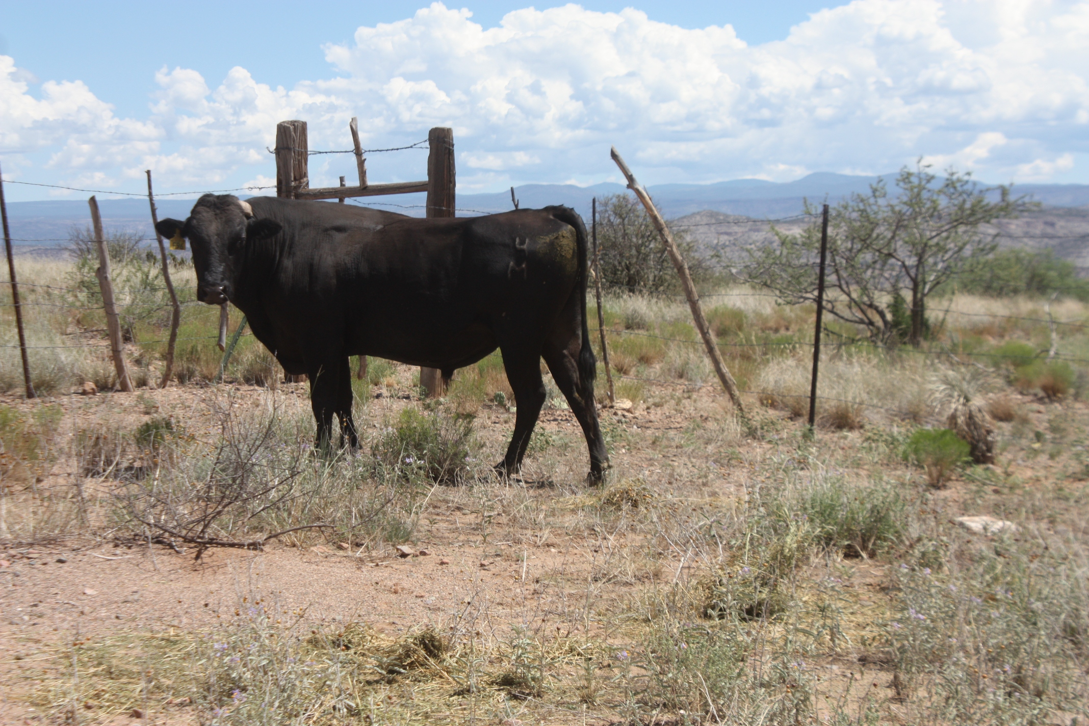 American Wagyu Beef in Arizona by The Ranchers Cut