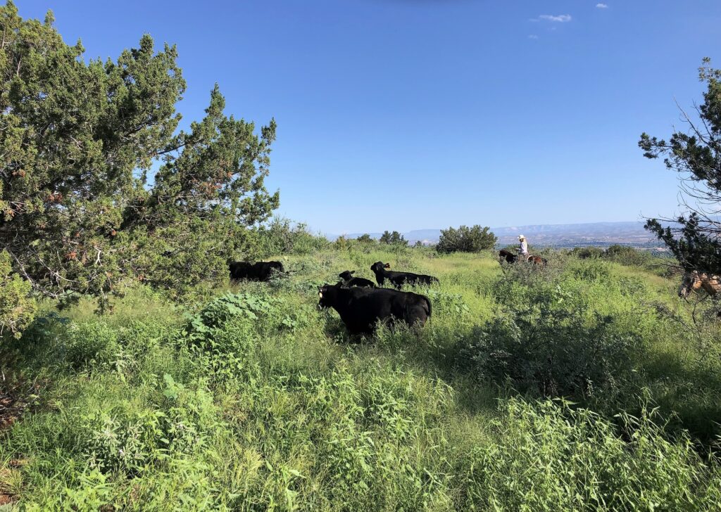Arizona raised American Wagyu Beef for sale. American Wagyu beef